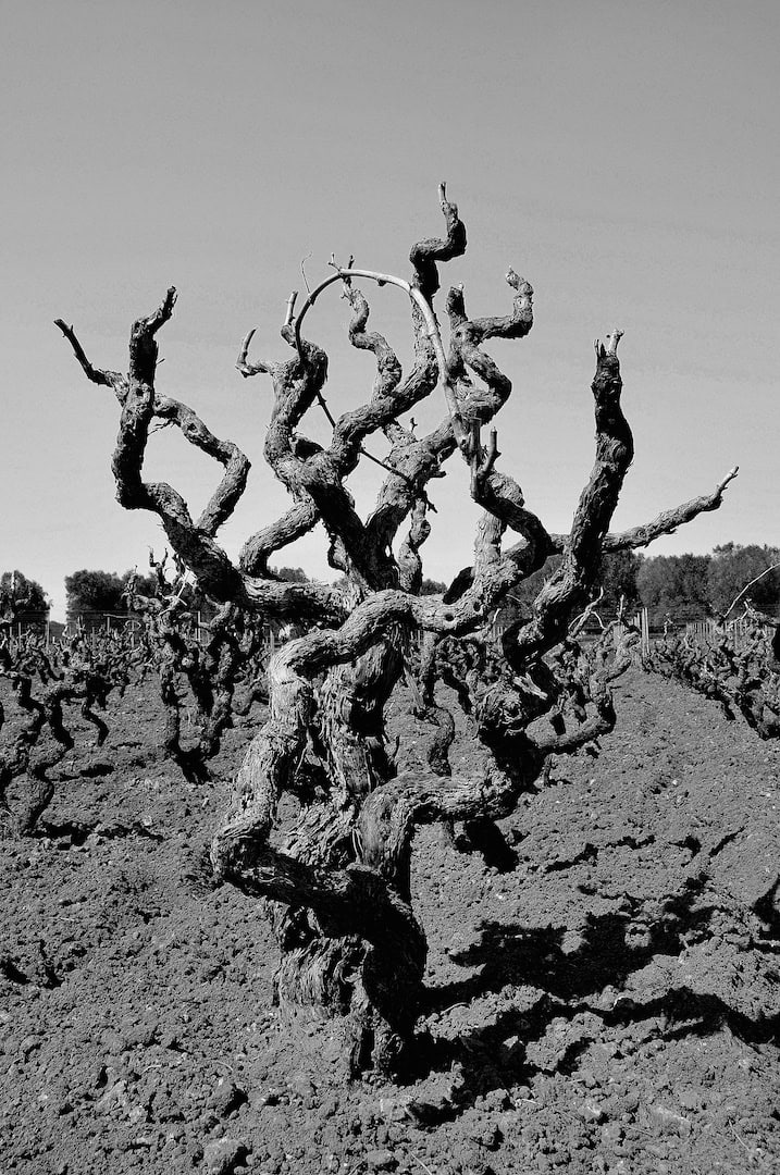 DSC_alberello bianco e nero