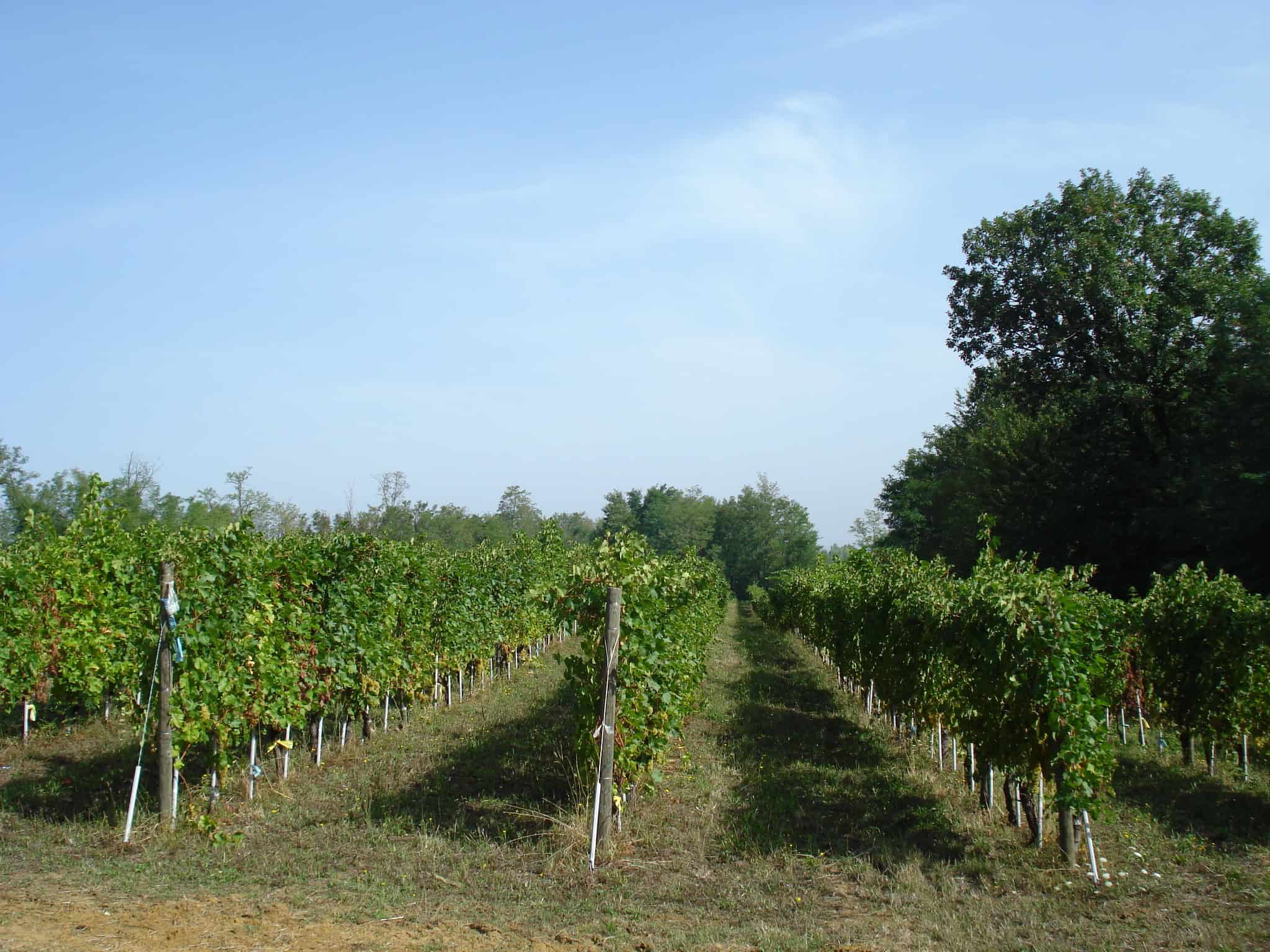 Vigna Sorriso di Cielo