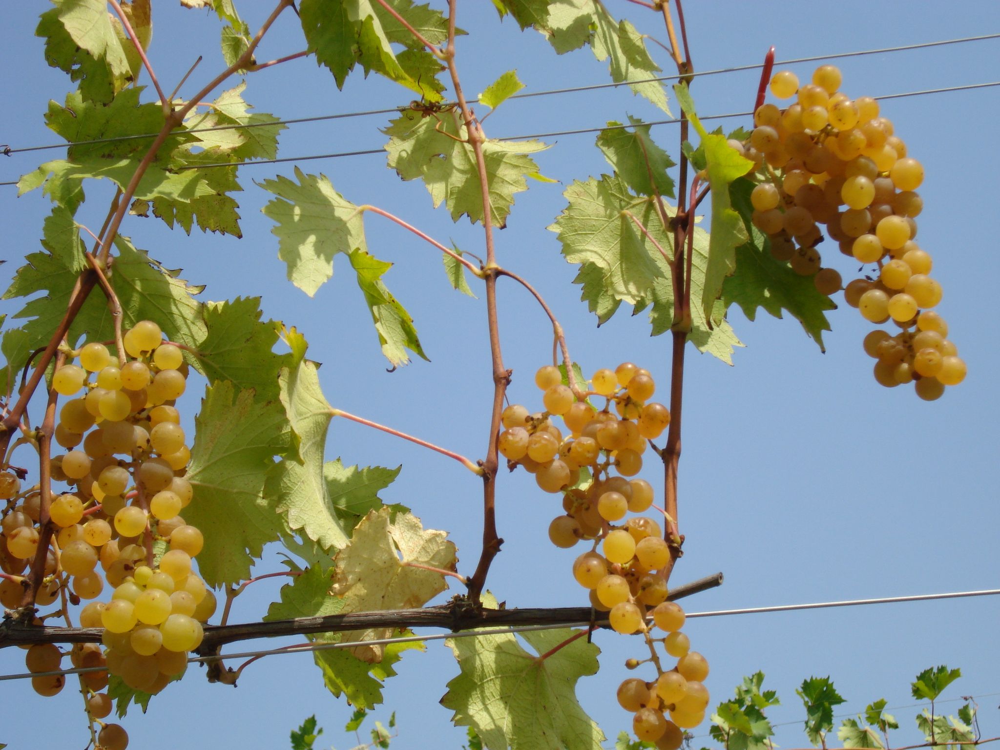 Grappolo Sorriso di Cielo