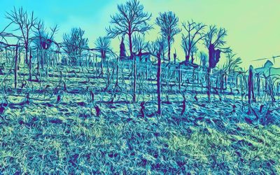 Cascina ROCCALINI, Barbaresco: la visita in cantina