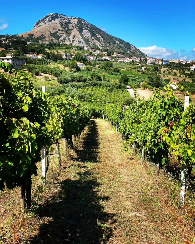 Torrecuso Vigneto Canlibero Torrecuso Vigneto Canlibero