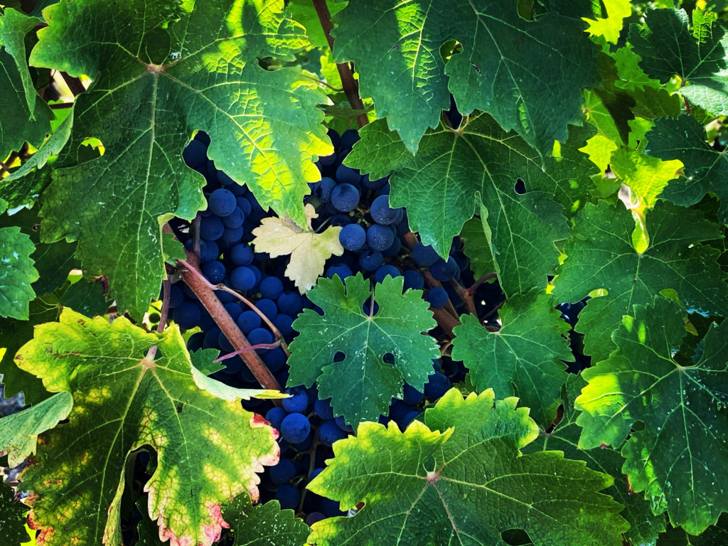 Torrecuso Aglianico Turrumpiso Torrecuso Aglianico Turrumpiso