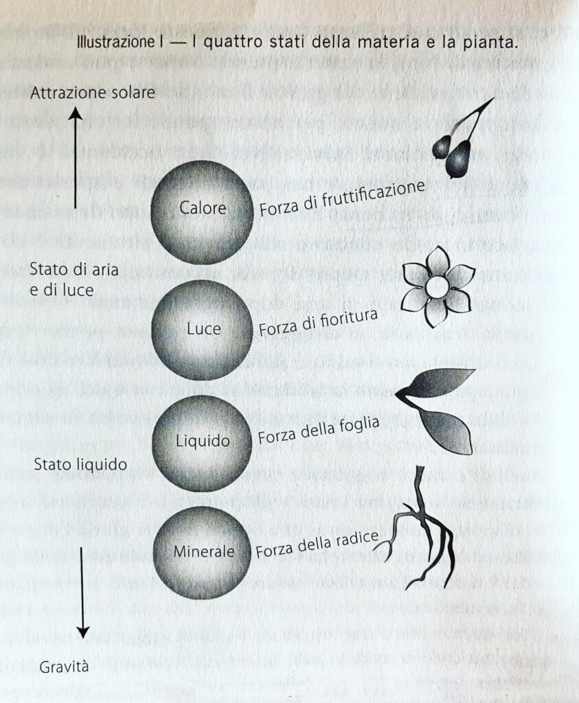 La vigna, il vino e la biodinamica - Nicolas Joly - Fame di Carta - 4 stati della materia