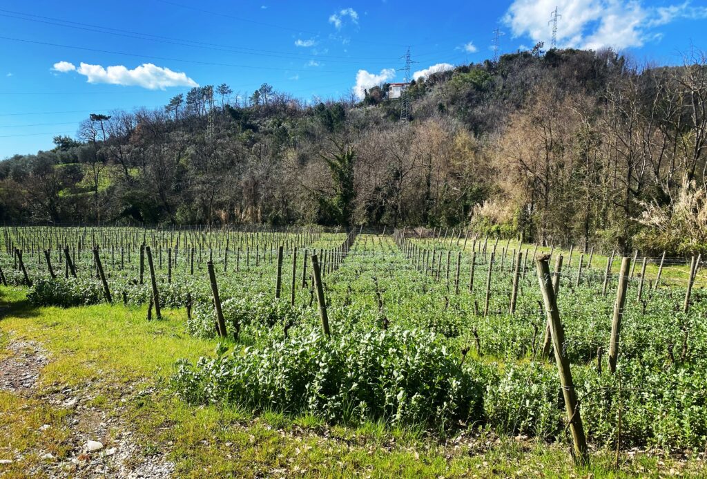 Terra della Luna Luni