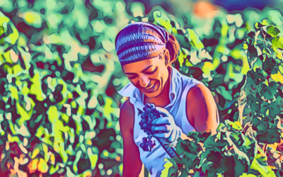 Dei Agre + Vite Colta, Felline: l’autentica anima agricola del Salento – La CANTINA