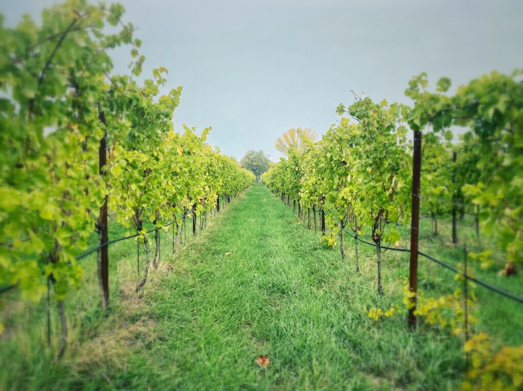 Vigna - Podere Magia - San Polo d'Enza