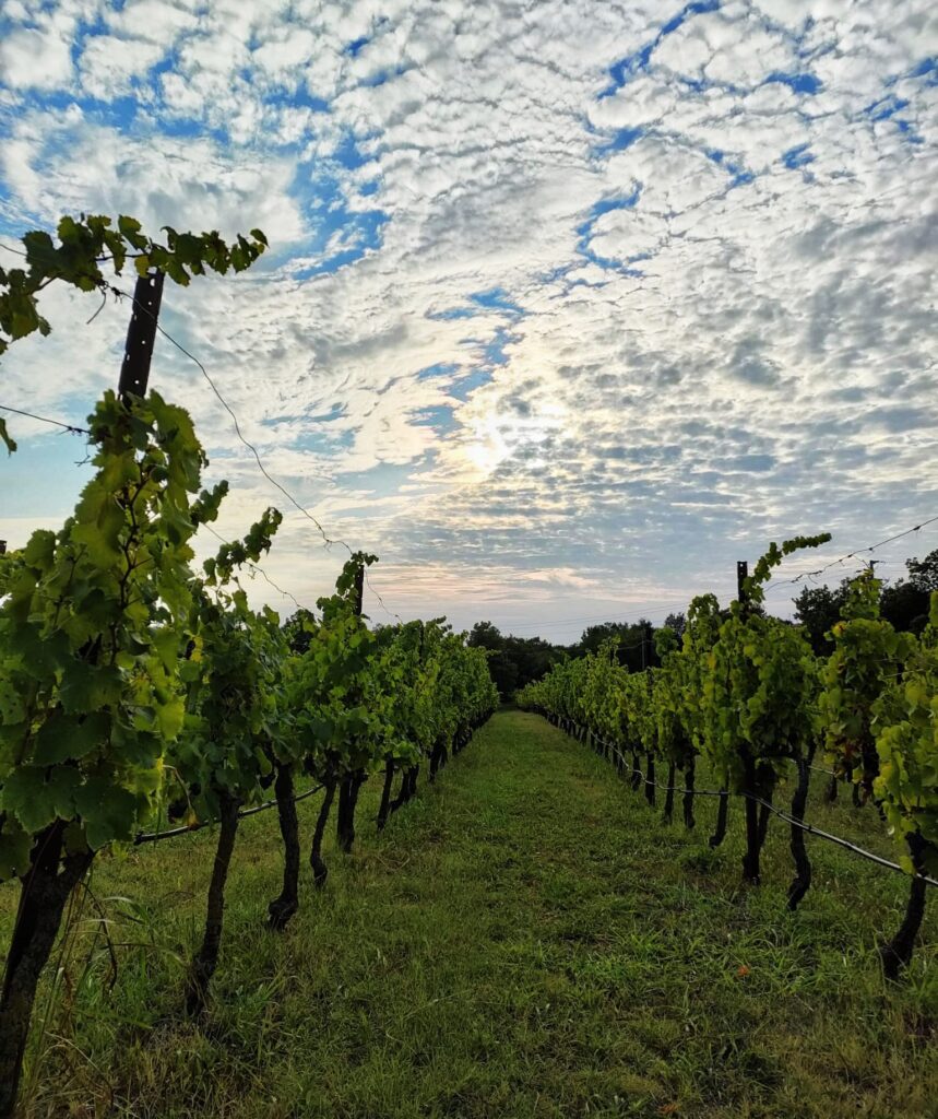 Daniele Portinari Vini