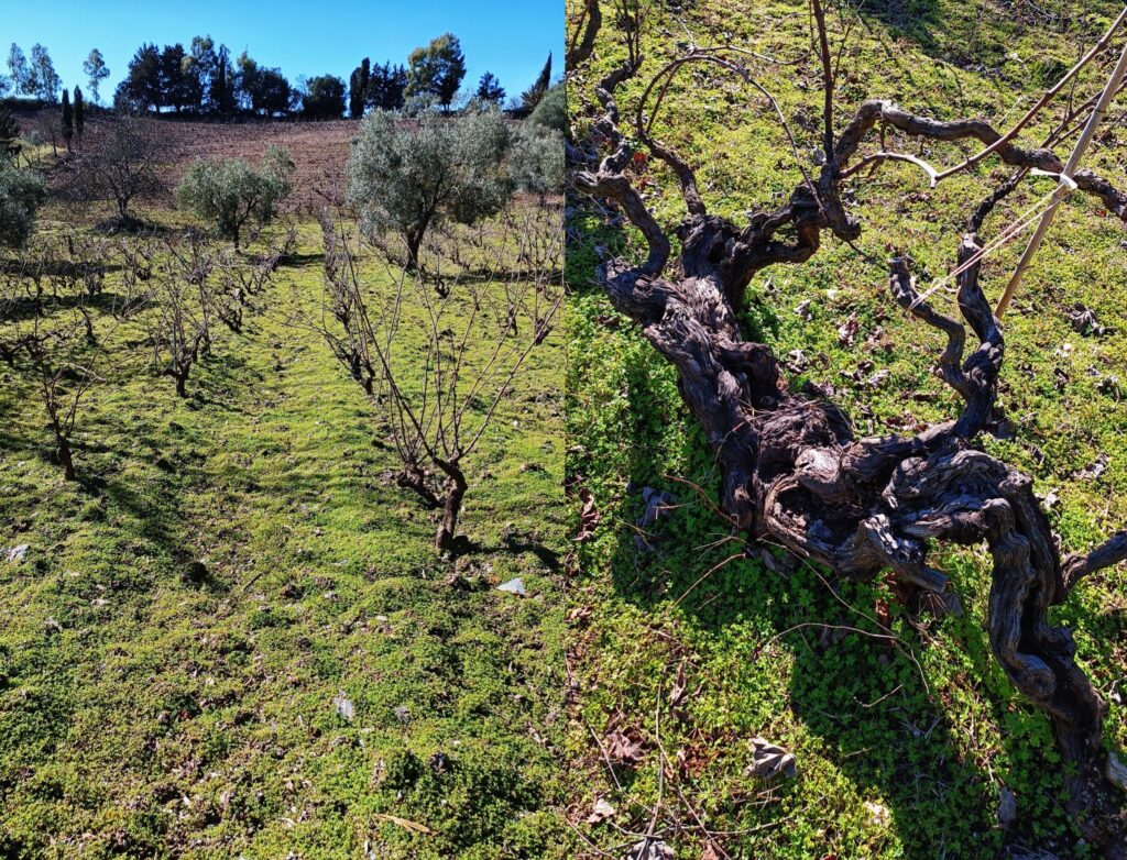 Azienda Agricola Schirru vigna
