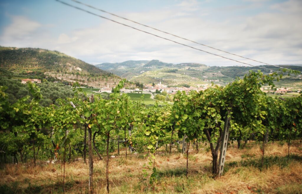 Monte dei Ragni - Territorio