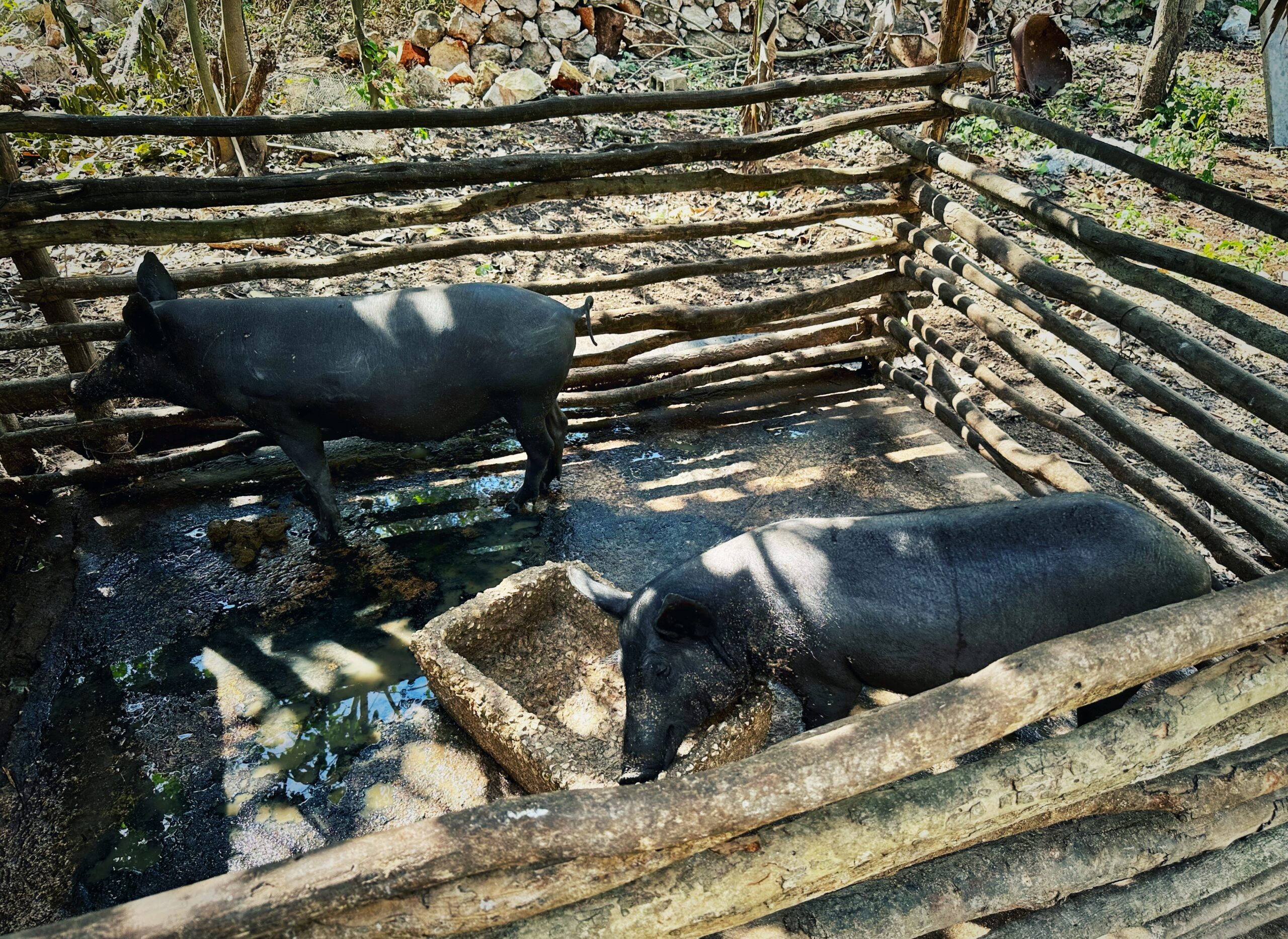 ROSALIA CHAY CHUC #2: il racconto dell'esperienza, impressioni e dubbi sulla star di CHEF'S TABLE BBQ - Cerdo pelón