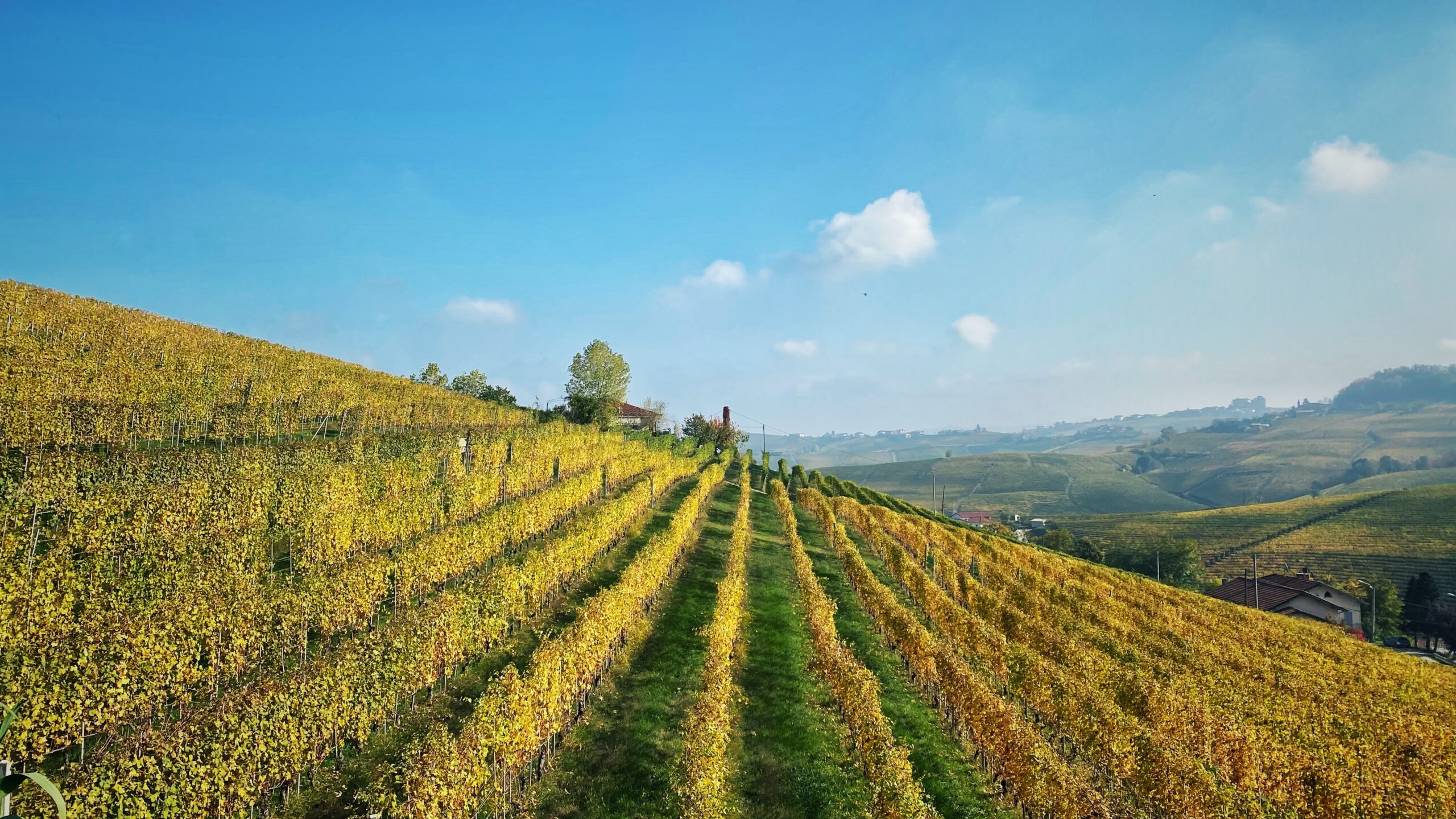 Una delle vigne di Barolo. Sai dirmi quale? - Lapo Berti