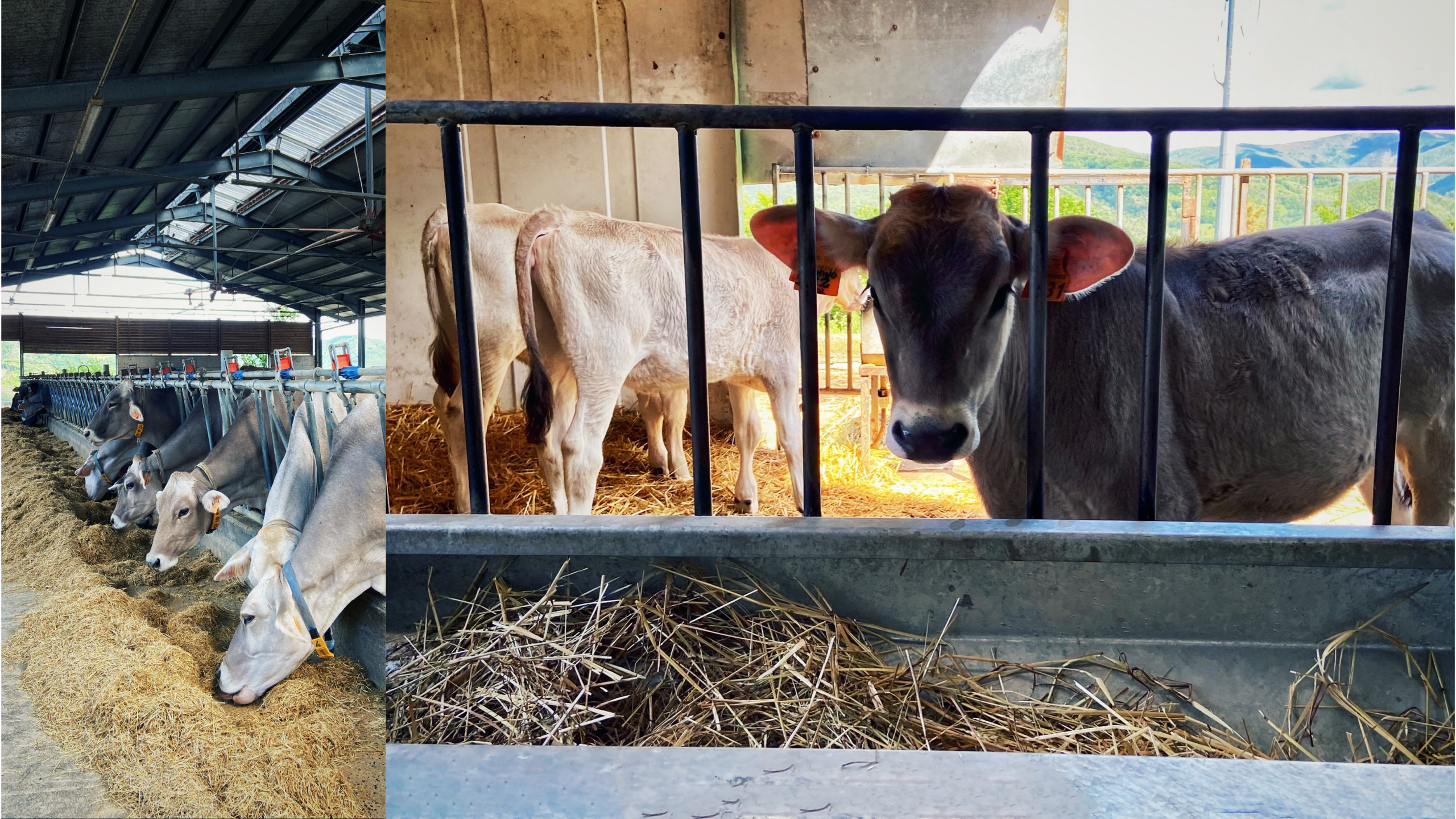 Azienda Agricola LAVAGÈ (Rossiglione - GE): i FORMAGGI di Mirella e delle sue ragazze