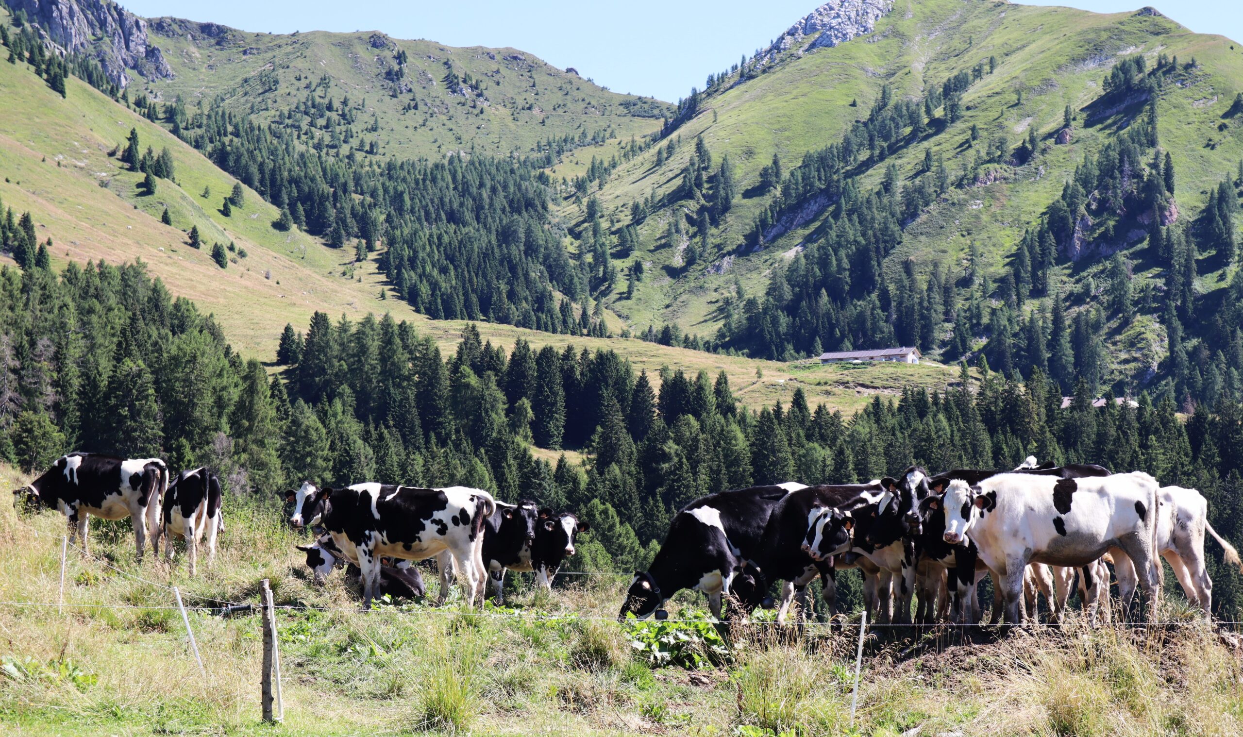 Malga TELVAGOLA (Pieve Tesino - TN): tutto la dissidenza di IRENE PIAZZA e ANNA SARCLETTI - Grigio Alpina