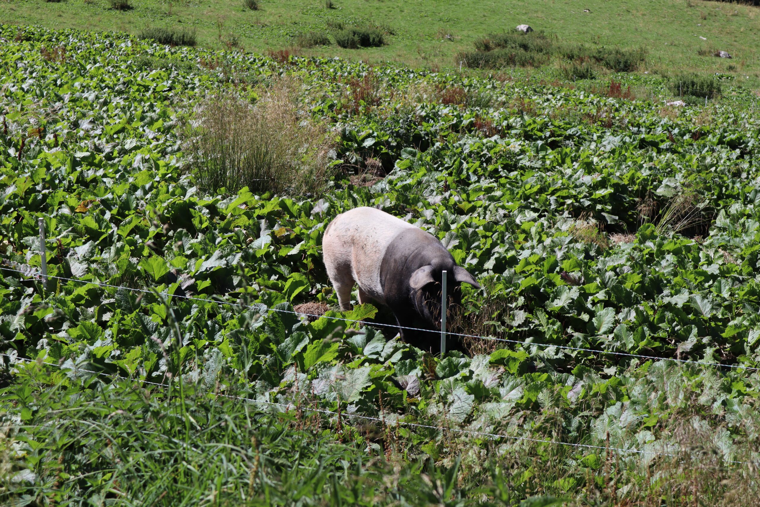 Malga TELVAGOLA (Pieve Tesino - TN): tutto la dissidenza di IRENE PIAZZA e ANNA SARCLETTI - Maiali