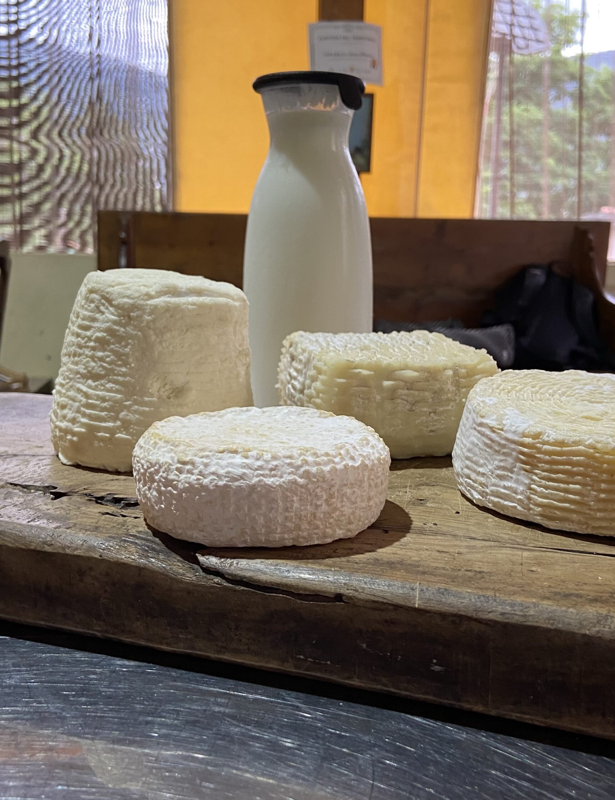 Azienda Agricola DOLCE FIORITA: una bella storia casearia sulle alture di Rapallo (GE) - Caprini