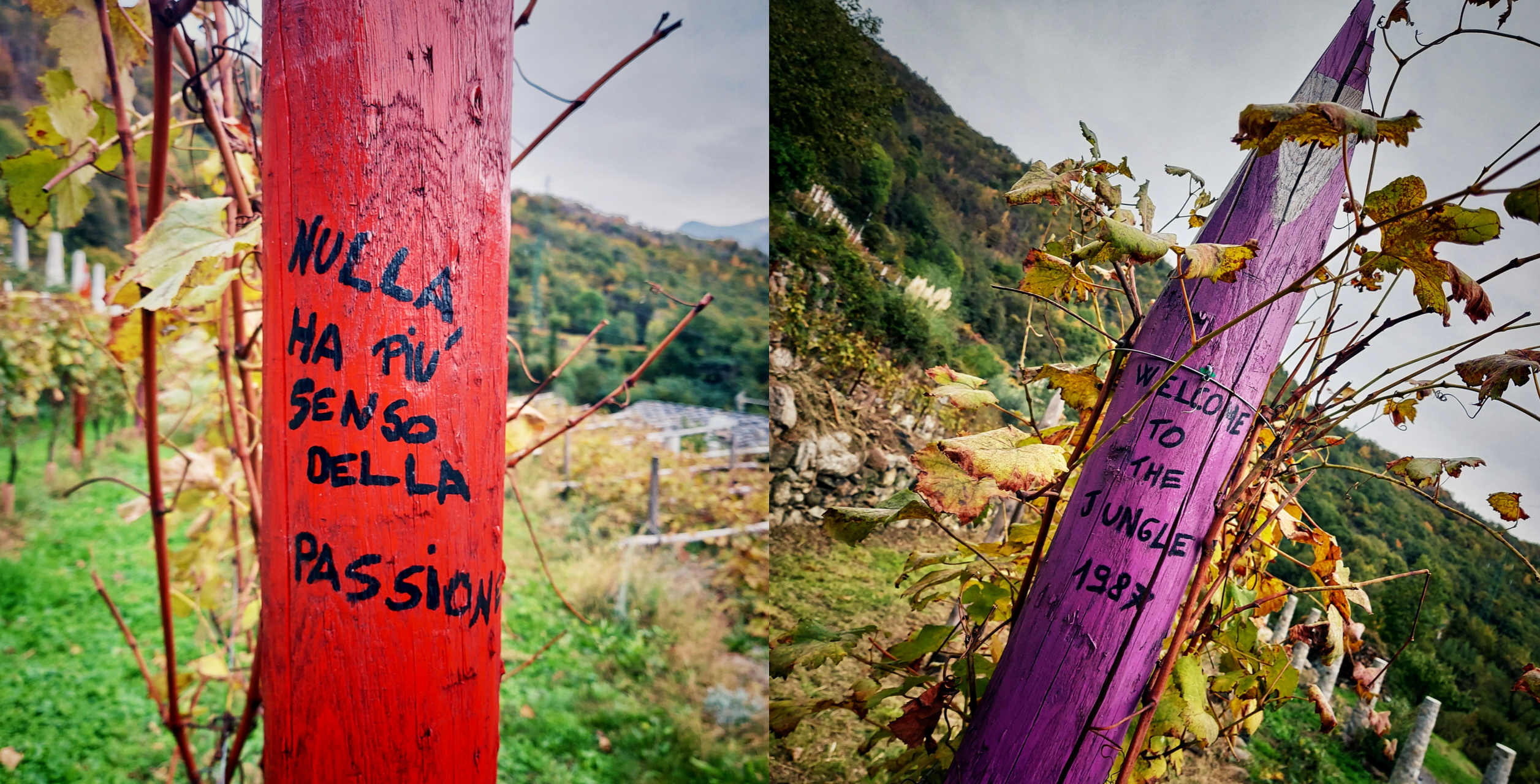 Sopravvento: Carema State of Mind - Pali