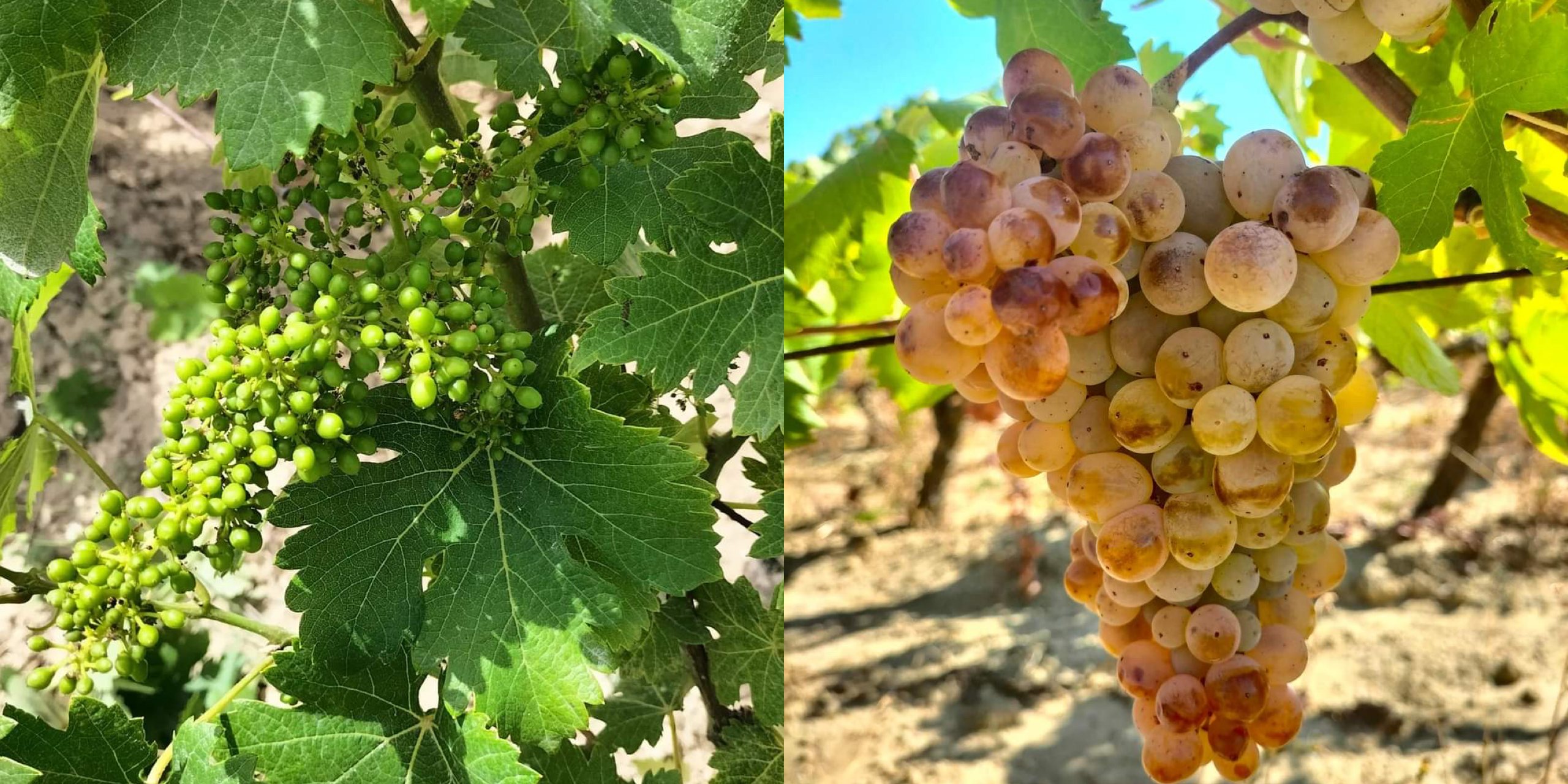 Papilio 2022 di ALTEA ILLOTO: la rivalsa del Nuragus - Nuragus