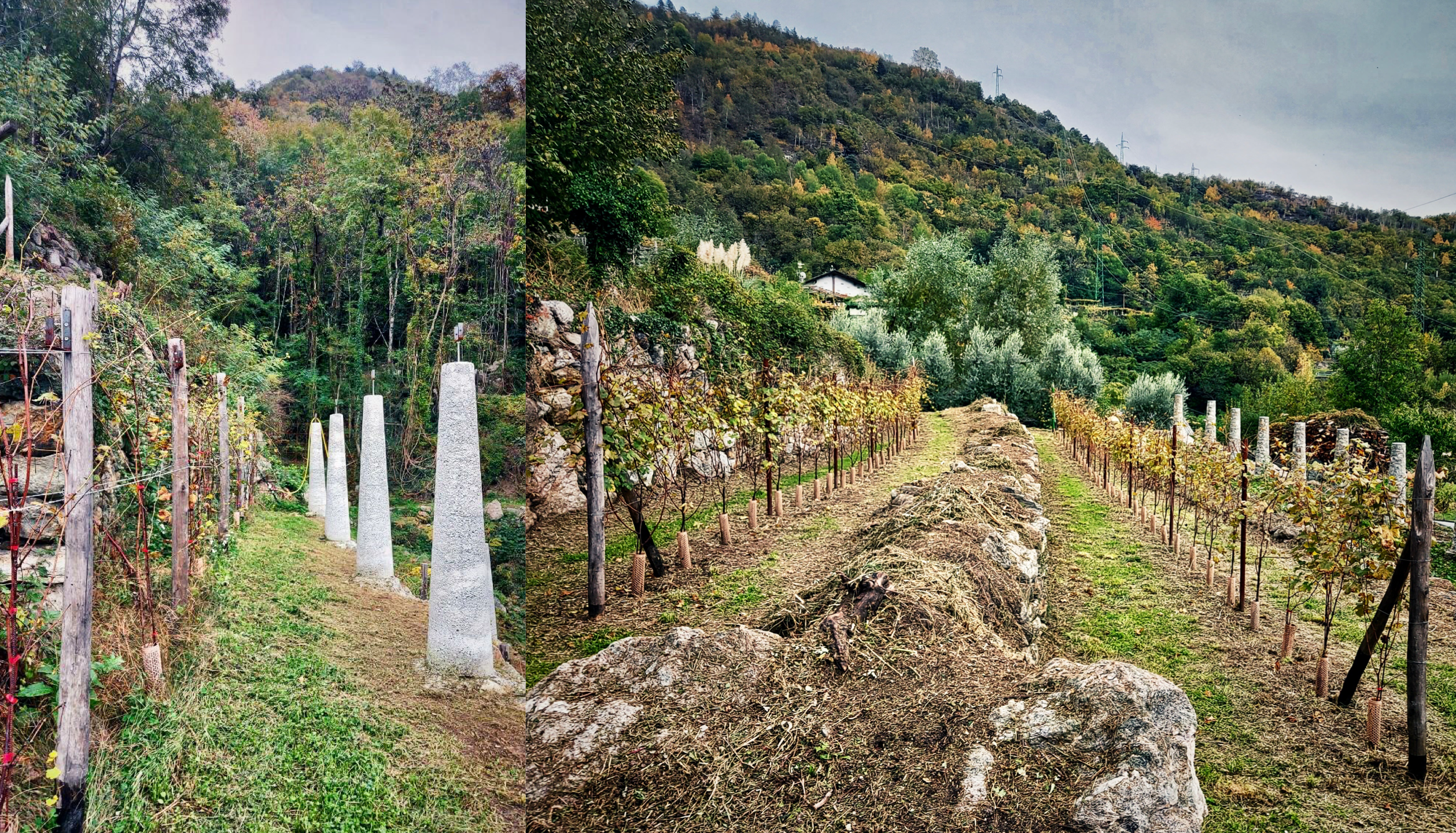 Sopravvento: Carema State of Mind - Carema