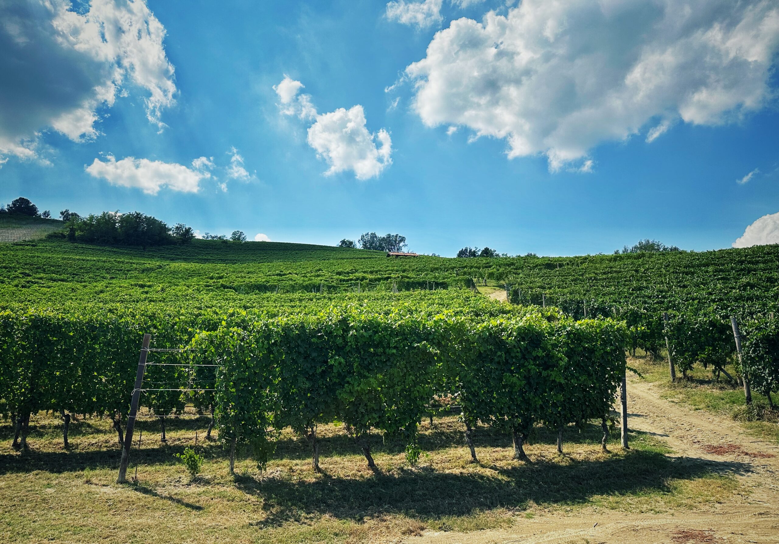 Santamaria, La Morra: una zebra tra i leoni nel Barolo - Capalot
