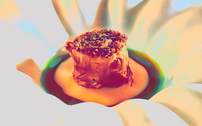 Podere BELVEDERE Tuscany (Pontassieve – FI) – Fotografie dai menù TERRA e FUOCO