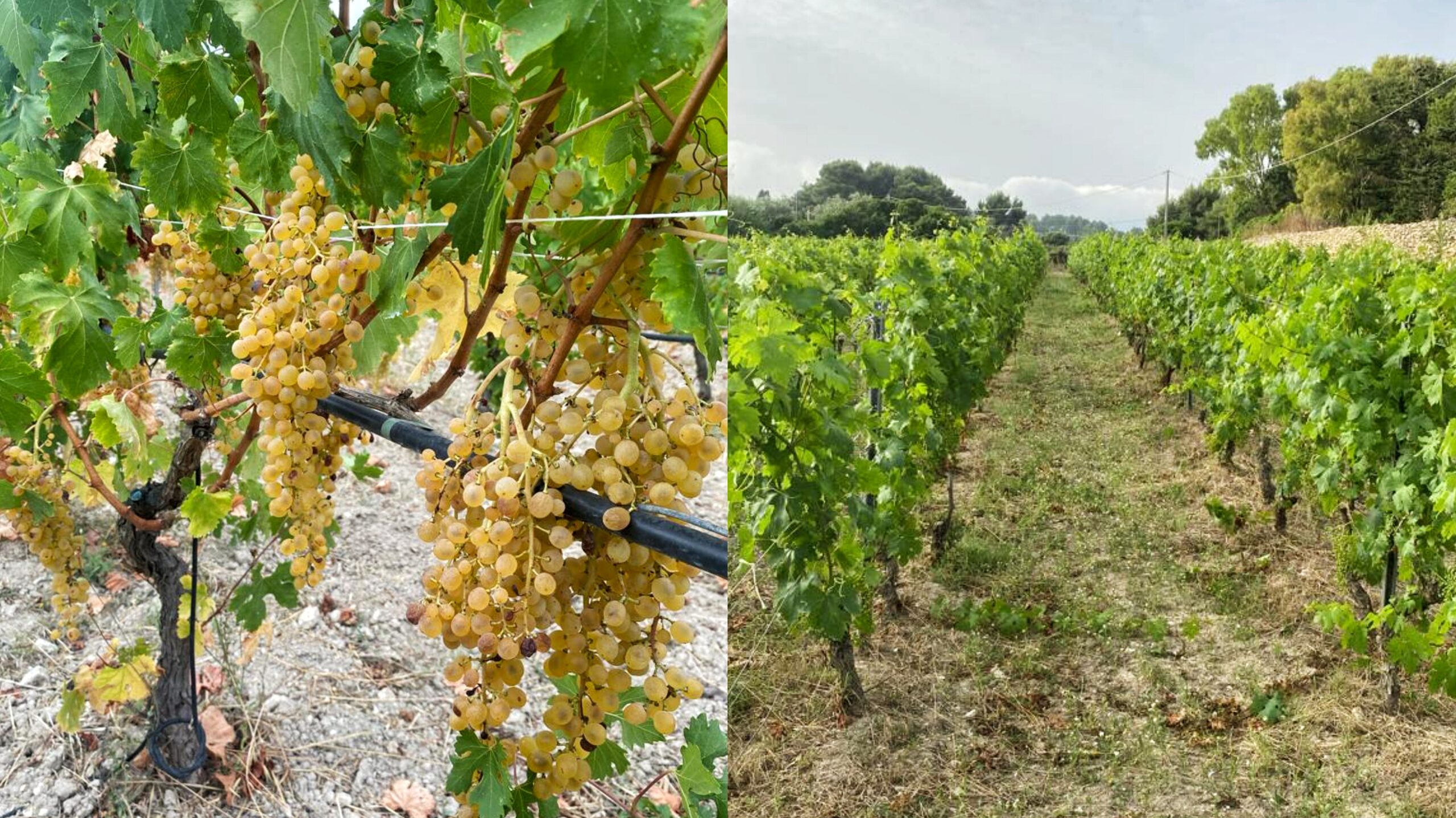 Filet 2020 di PIERO CARTA: la MALVASIA DI BOSA ossidativa, una perla da proteggere - Vigna