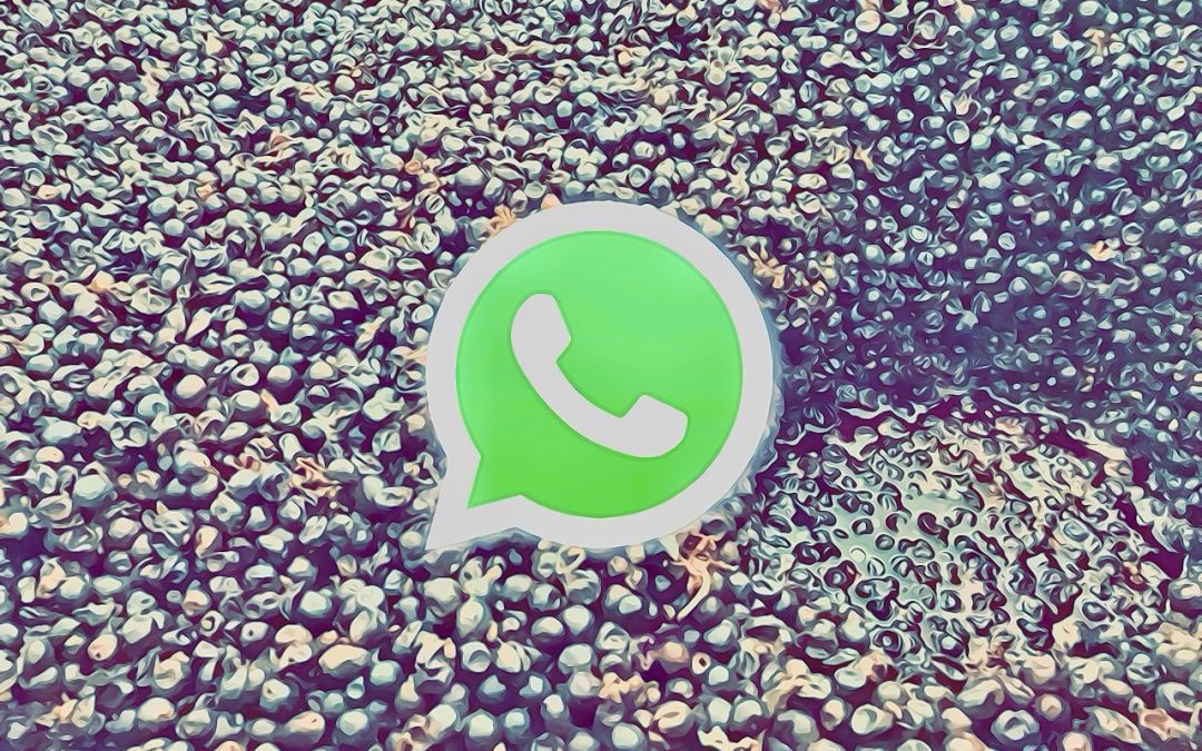 WhatsApp CONFIDENTIAL: ma Fausto Andi come fermenta?