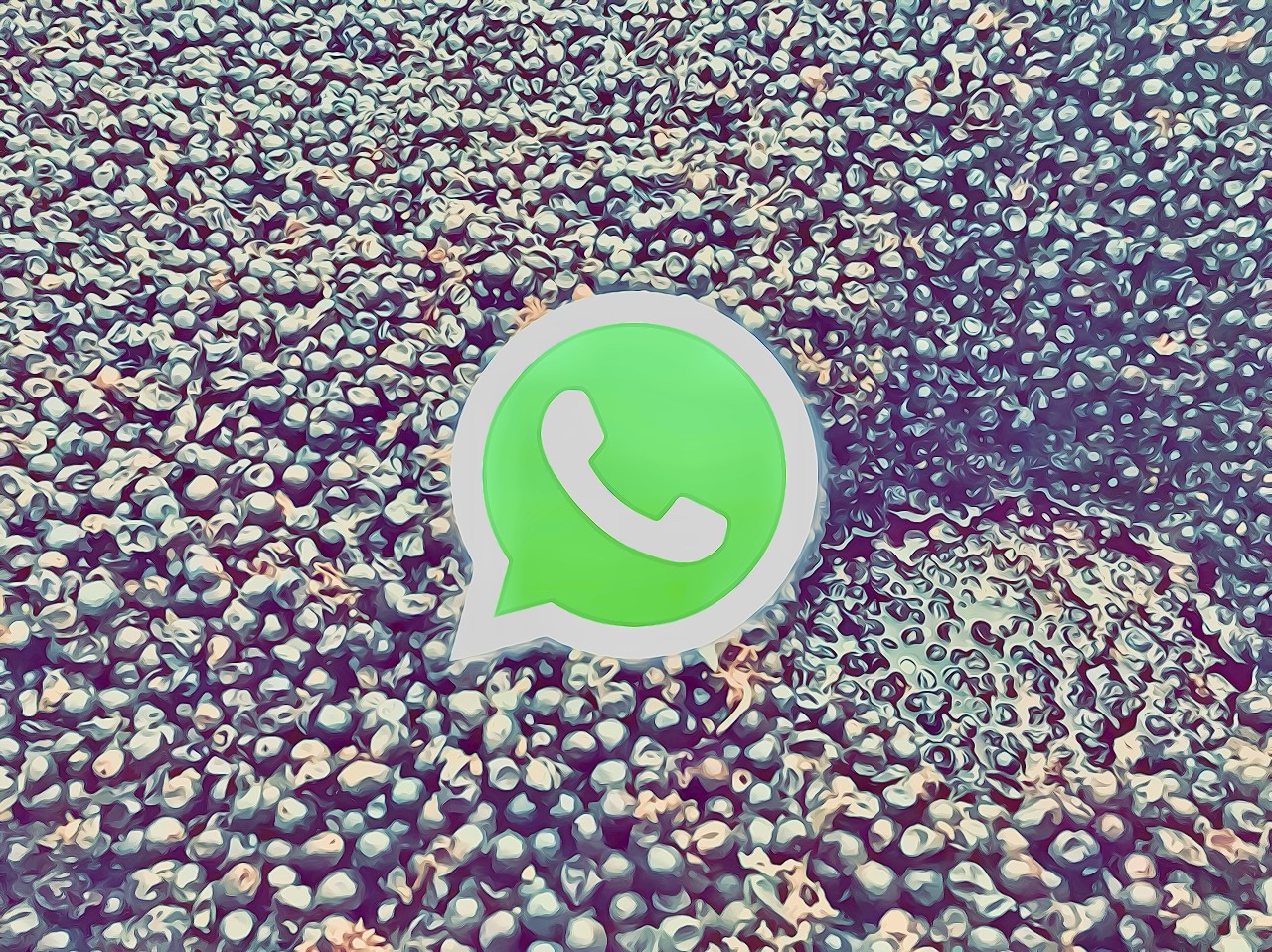 WhatsApp CONFIDENTIAL: ma come cavolo fermenta Fausto Andi? - Cover