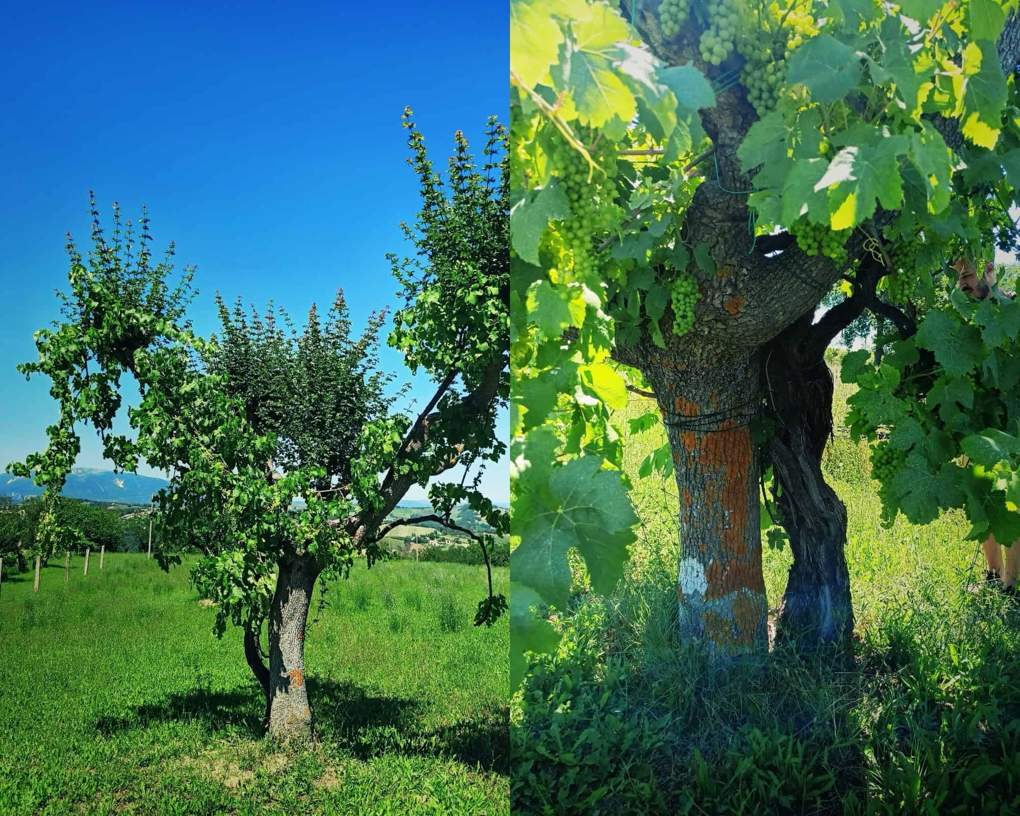 CONTRADA CONTRO e il recupero delle viti maritate a Gualdo: quando si dice "COLTIVARE un sogno" - Viti maritate