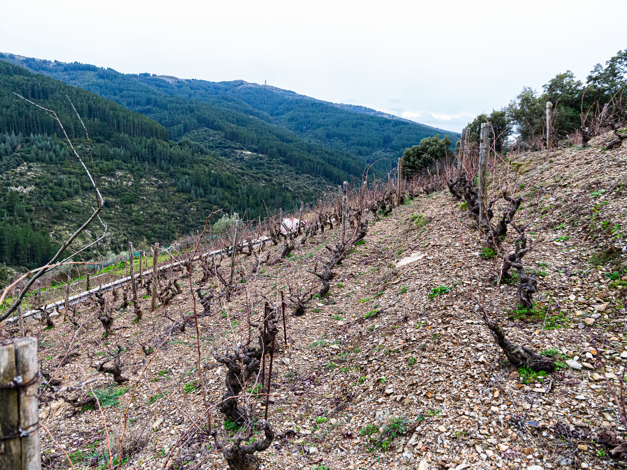 Cantina PODES: piccola grande storia della (ri)scoperta della tradizione vitivinicola di SEUI - Vigna