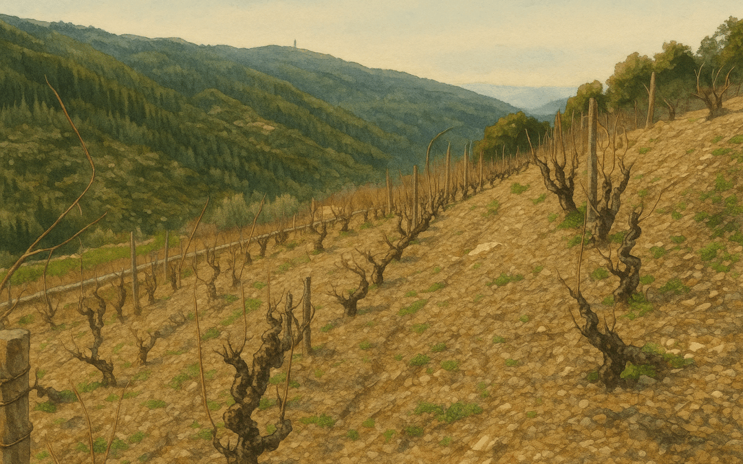 Cantina PODES: piccola grande storia della (ri)scoperta della tradizione vitivinicola di SEUI