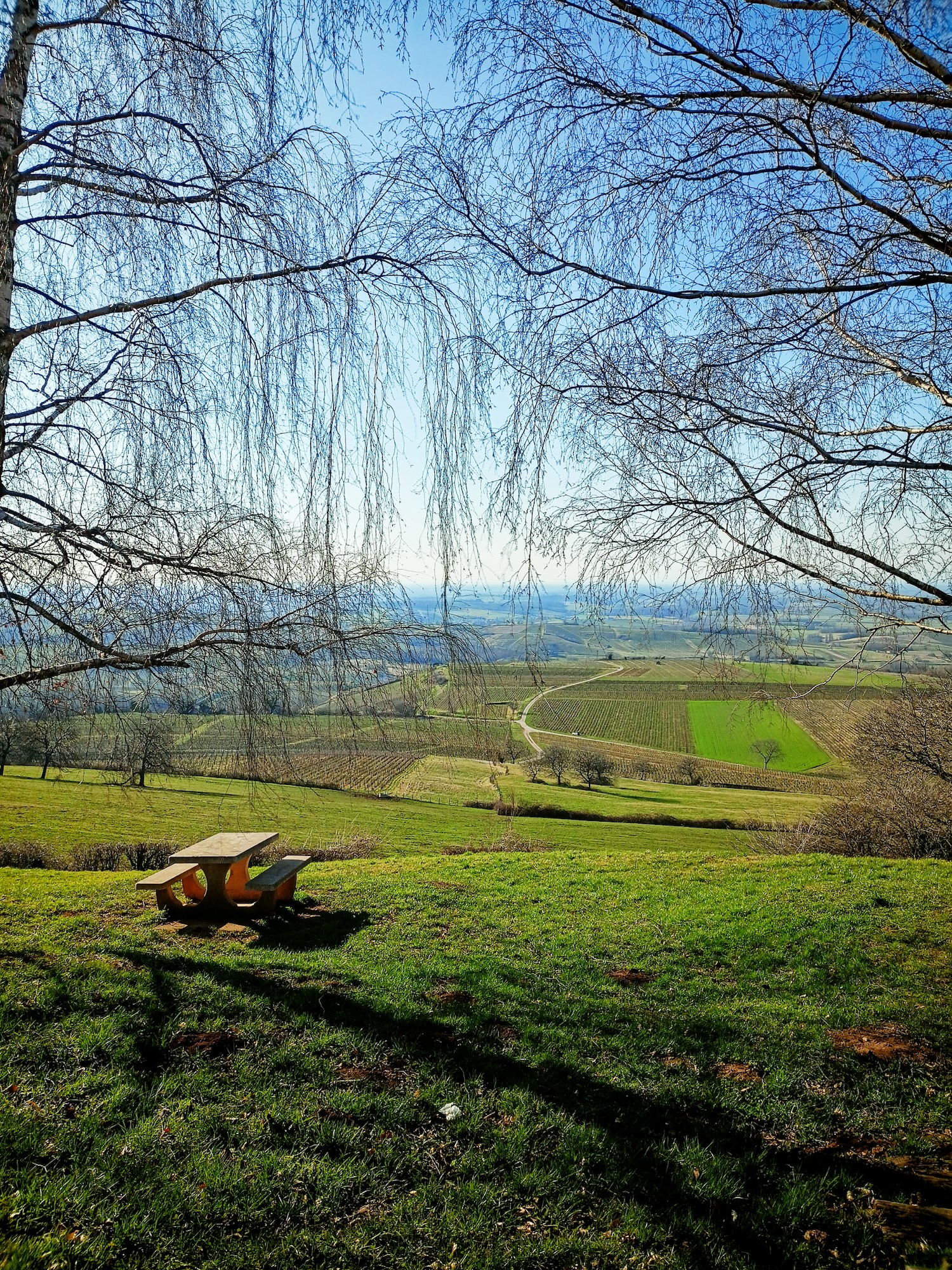 Ritorno all'Isola che non c'è - Aggiornamenti dall'ultimo viaggio in JURA 2025 ed. - Vigne