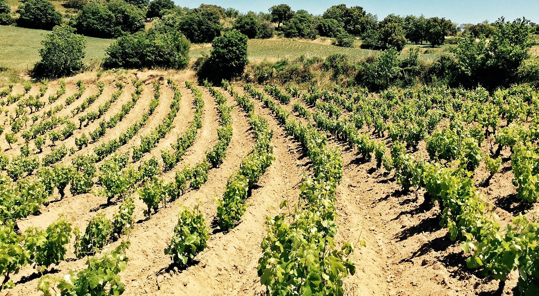 CUBA 2023 di Viticola Mereu è un viaggio nel MANDROLISAI, di nome e di fatto - Vigna