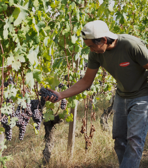 La mia storia con il BAROLO 2018 di TESU CYO