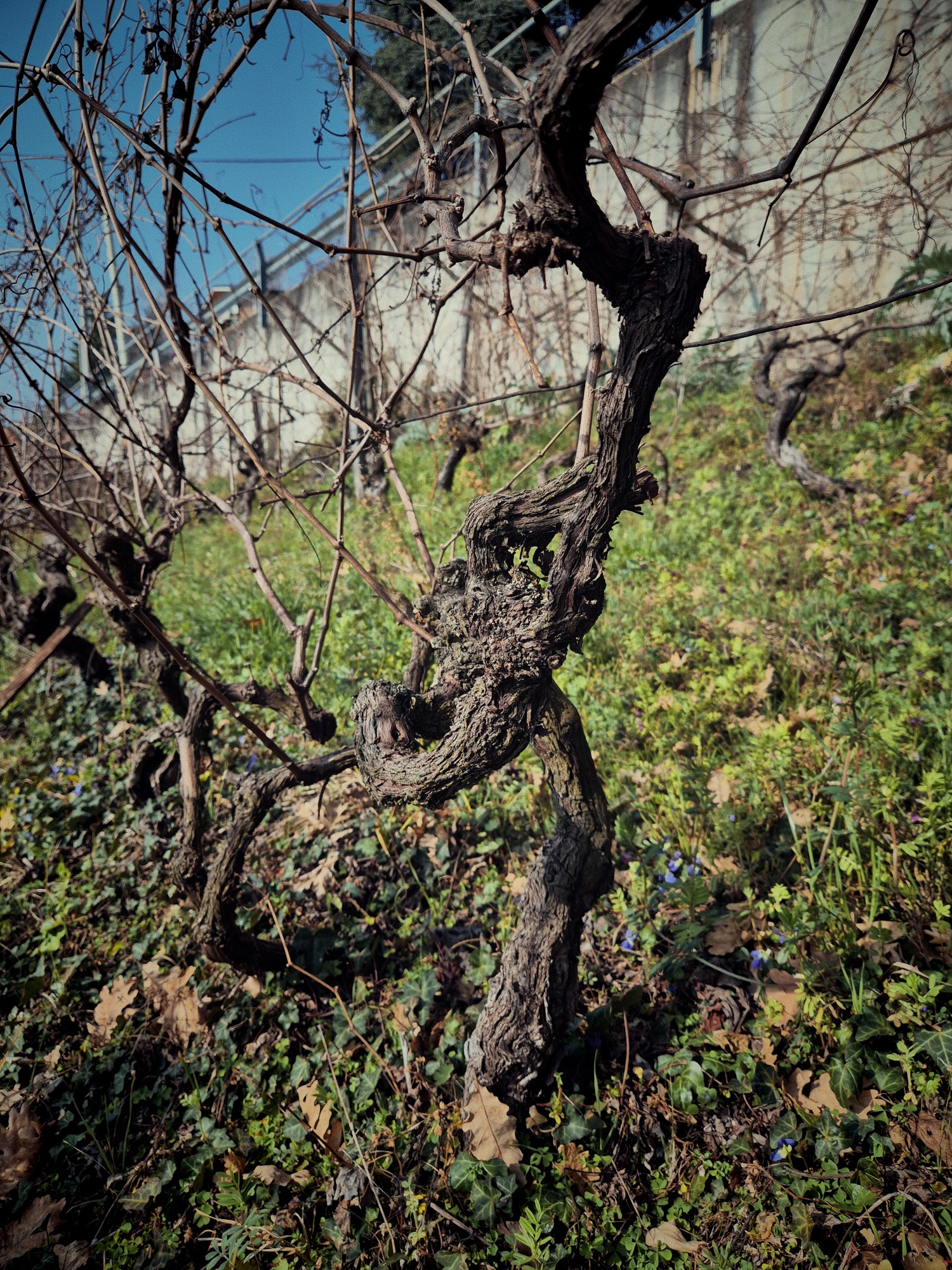 OTTENIMENTI: Mario Siragusa fa Vino naturale - Vigna