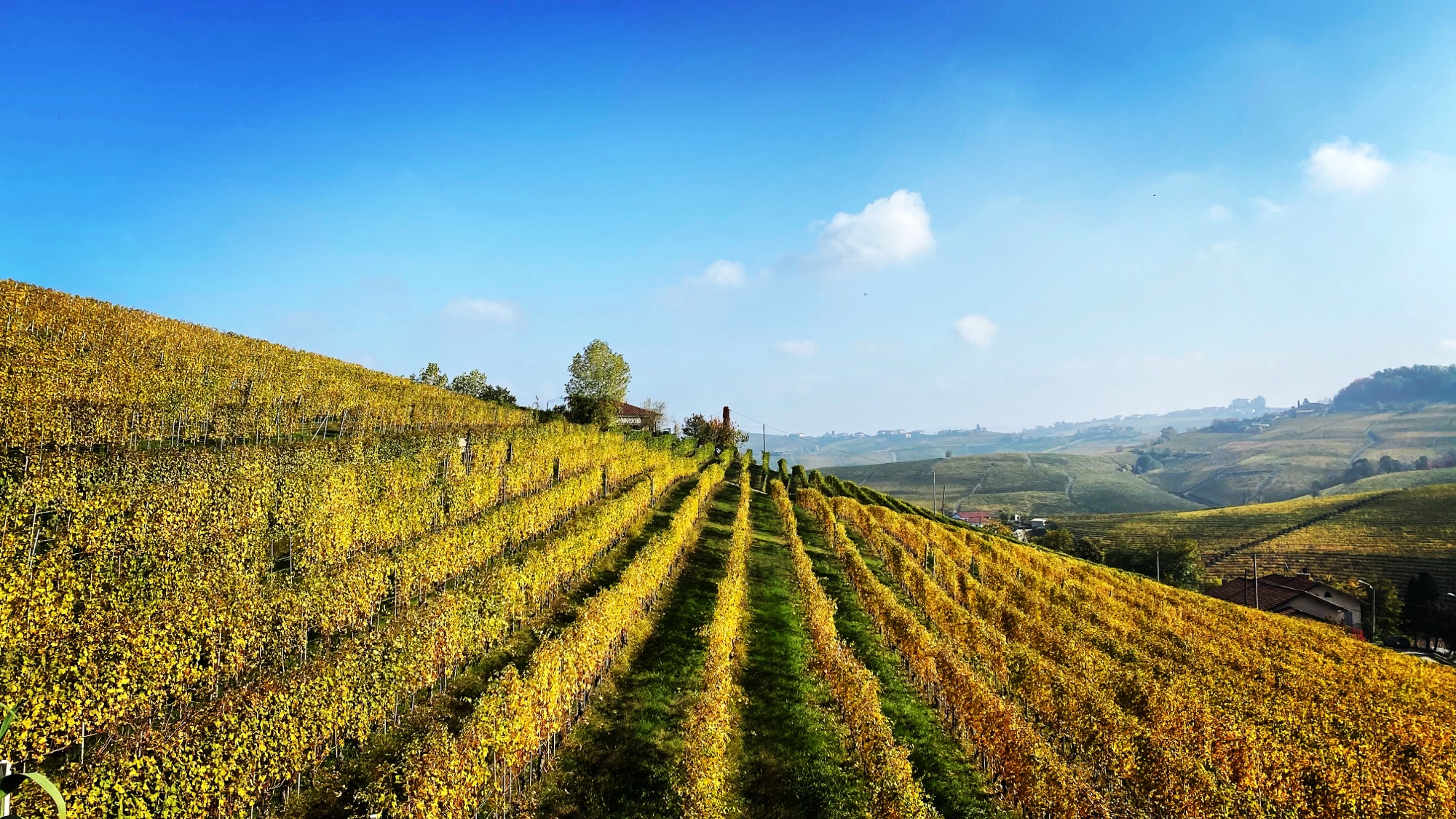 Viaggio tra i cru del BAROLO: non solo MGA, ma persone, ristoranti e... un po’ più in là - Vigna